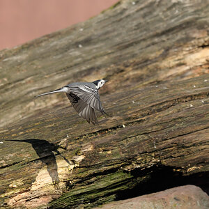 Bachstelze im Flug mit Schatten