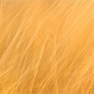 feathery