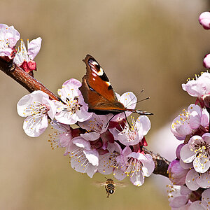 Marillenblüte 2012