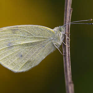 Schmetterling3107