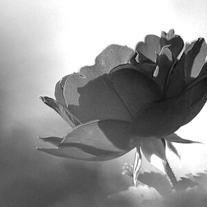 rose sw