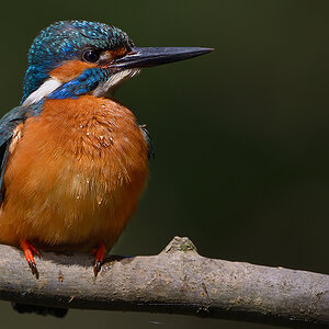 Eisvogel2284kleinscharf2nff