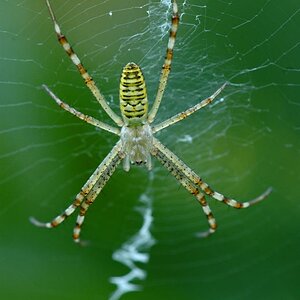 Zebraspinne