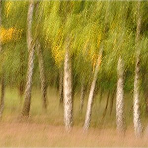just trees