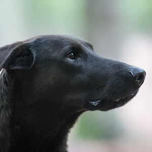 Portrait von Lupa1