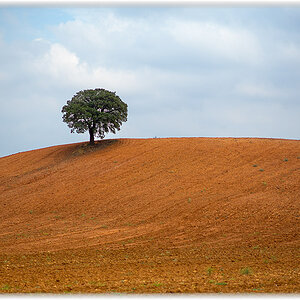 lonesome tree