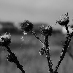 comp DSC 2566