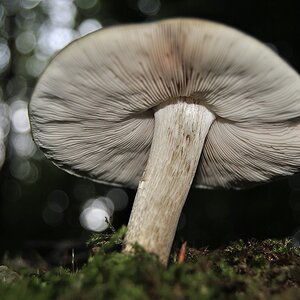 Pilz #12