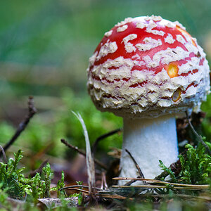 20130929 09 Pilze01