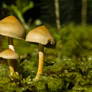 20130929 14 Pilze02