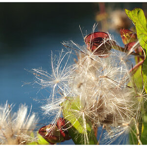 herbst2