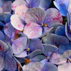 Blüten