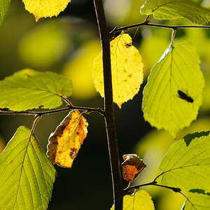 Herbstblätter
DSD 5935