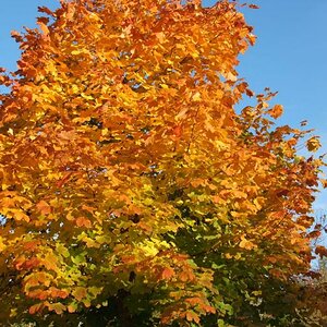 DSCF7930