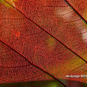 Red Transparent Leaf compressed