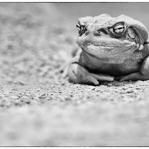 Zoo PZ14327