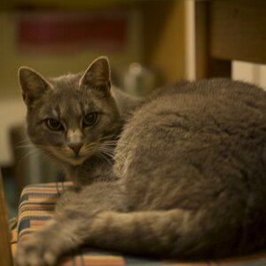 Testbild