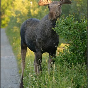 Skandinavien 12 06 259 DSC 3684