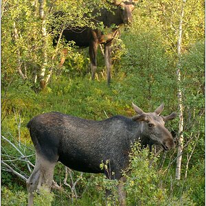 Skandinavien 12 06 260 DSC 3699