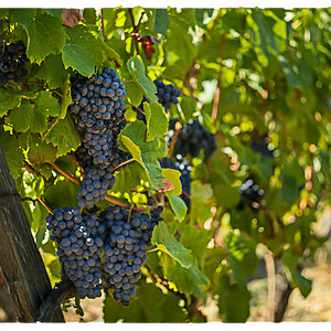 douro grapes