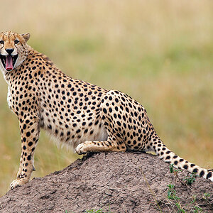 MLO Gepard 21 NFF