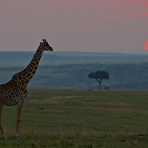 MLO Giraffe 26 NFF