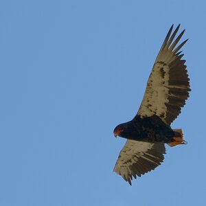 Gaukler (Schlangenadler)