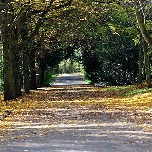 DSC 8630 Allee