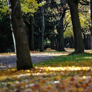 DSC 8636 Allee