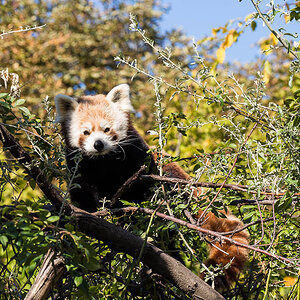 Panda 1 (1 von 1)