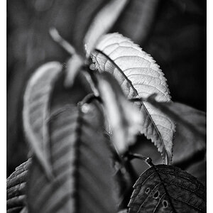 blatt ps