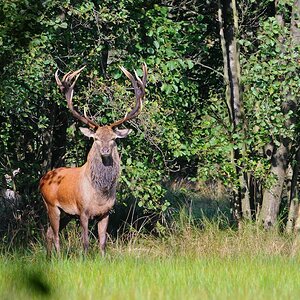 Hirsch 09.27 1