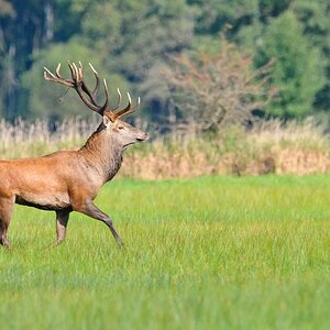 Hirsch 09.27 2