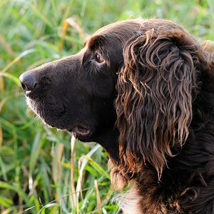 Hund Profil