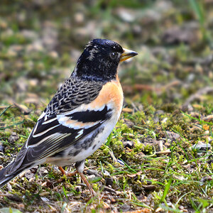 DSC 8197 1000 Kopie
