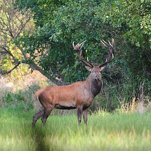 Hirsch 09.27 4