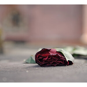 eine Rose...