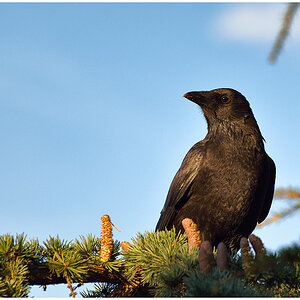 Rabenkrähe (Corvus corone)