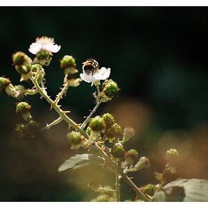 Sommerende1