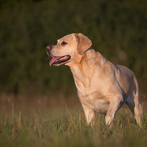 hundeherbst2