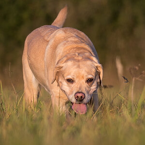 hundeherbst3