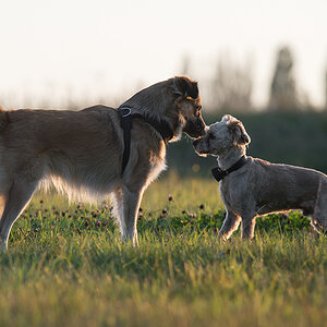 hundeherbst7
