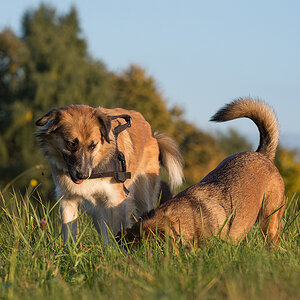 hundeherbst11