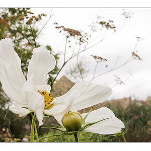 Vorgartenschmuck