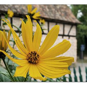 Vorgartenschmuck