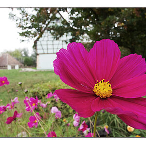 Vorgartenschmuck
