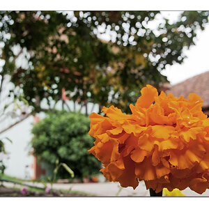 Vorgartenschmuck