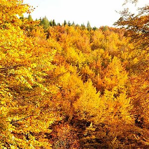 Herbst 29