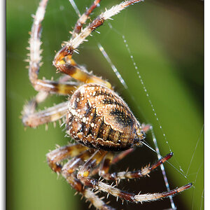 Spinne 1