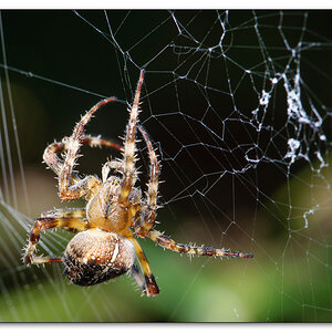 Spinne 2